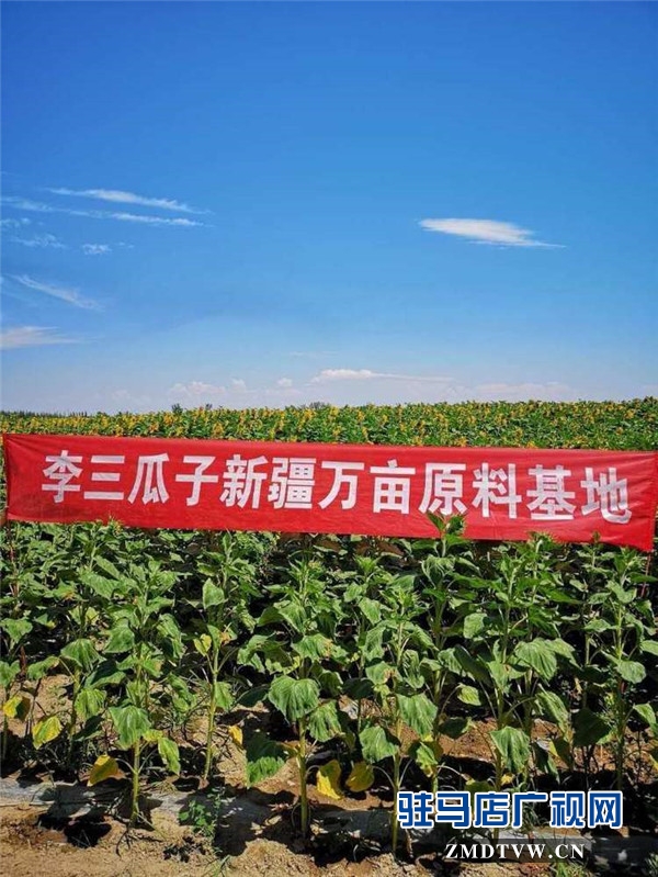 萬(wàn)畝葵田競(jìng)相綻放成浪漫和唯美 ，七天夢(mèng)想免費(fèi)之旅您準(zhǔn)備好了么？