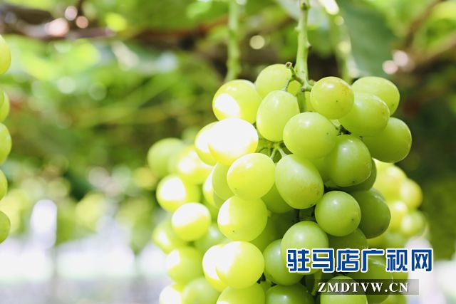 葡萄熟了！駐馬店杰美葡萄莊園盛大開園