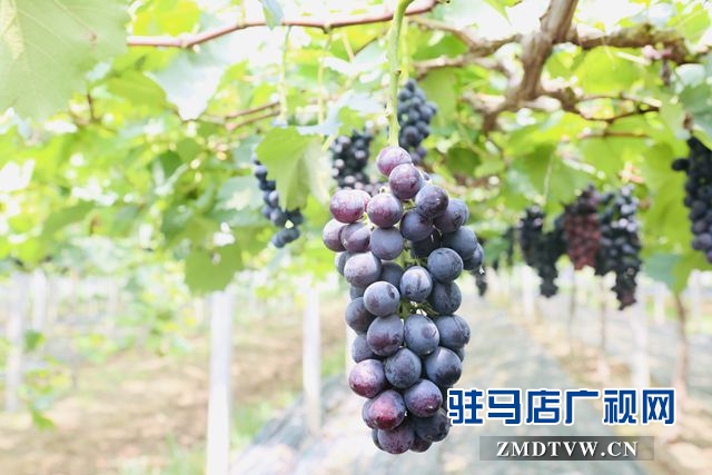 葡萄熟了！駐馬店杰美葡萄莊園盛大開園