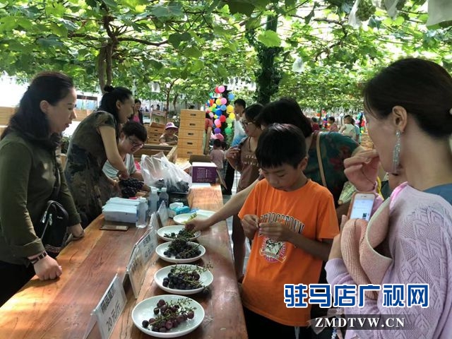 葡萄熟了！駐馬店杰美葡萄莊園盛大開園