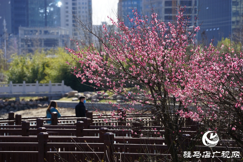 看她的滿城花開  攝影 文字：王向陽  歡迎轉(zhuǎn)載，請(qǐng)注明作者出處