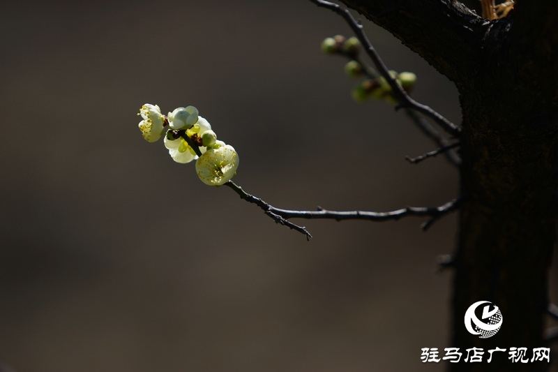花的盛開，等待了一冬