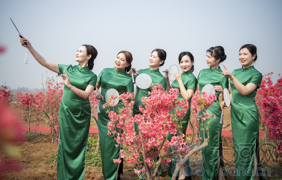 組圖：汝州杜鵑怒放滿山花海 這些美圖讓人忍不住心動(dòng)