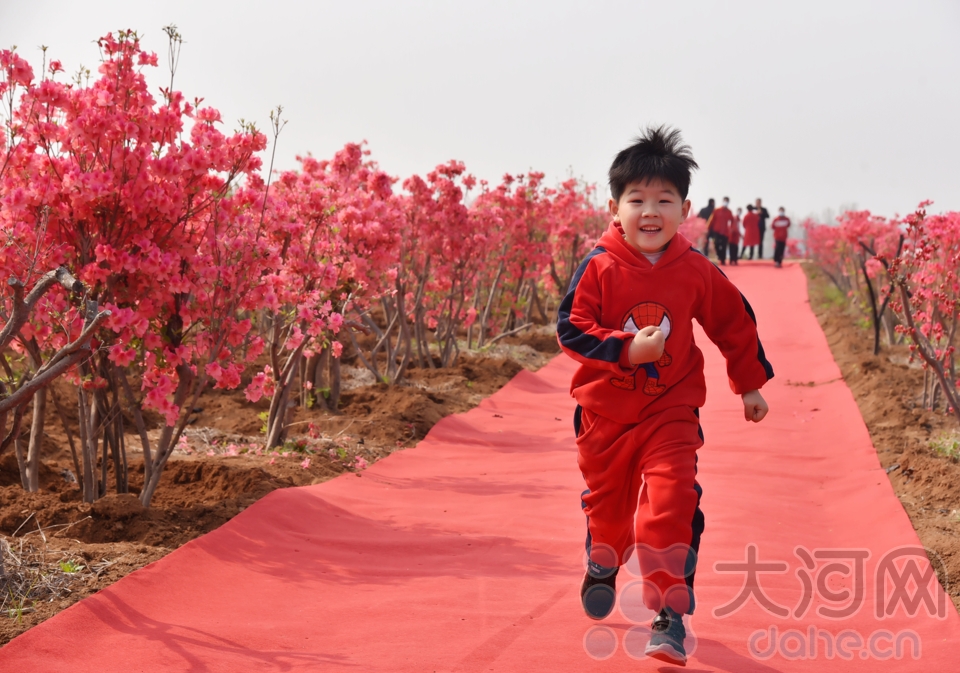 組圖：汝州杜鵑怒放滿山花海 這些美圖讓人忍不住心動(dòng)