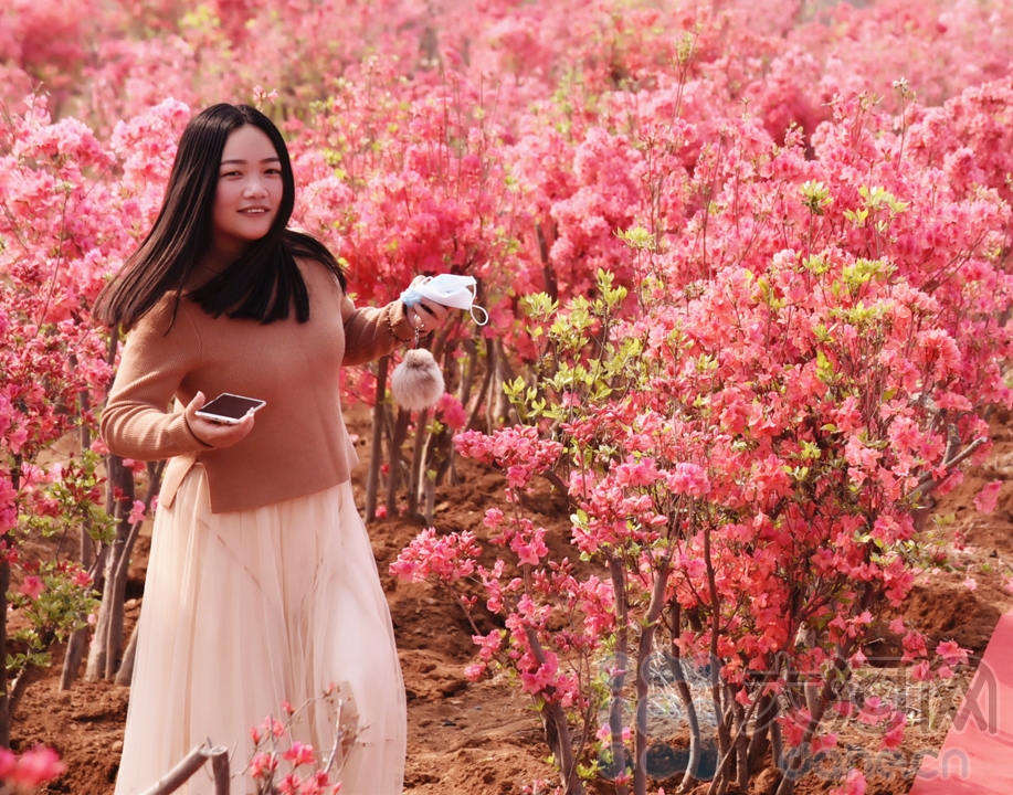 組圖：汝州杜鵑怒放滿山花海 這些美圖讓人忍不住心動(dòng)