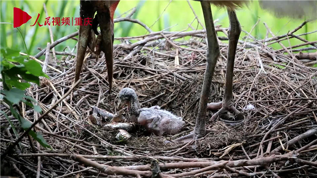 母親節(jié)，看動(dòng)物老母親如何反芻哺育幼崽