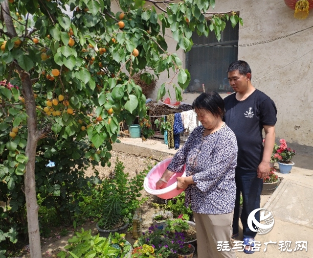 貧困戶張桂芝：俺家杏子熟了，要請韓書記來做客