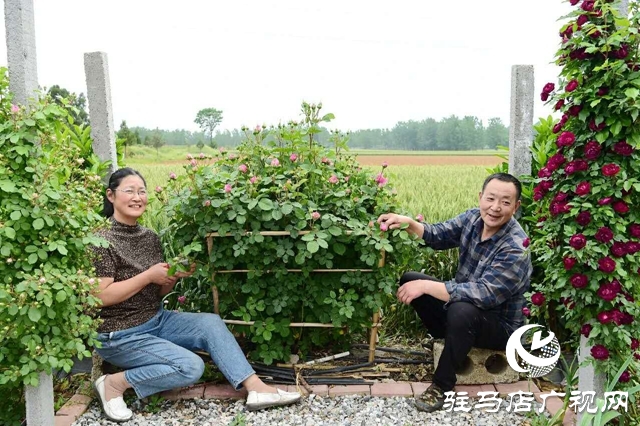 泌陽李春陽：新時代踐行綠色發(fā)展思想的巾幗標兵