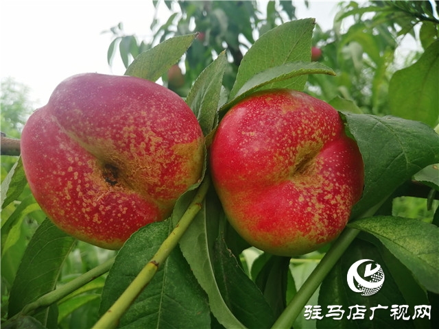 “好鈣肥，北沃造”——北沃農(nóng)業(yè)全國系列回訪第二站