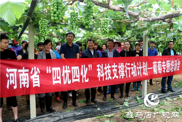 國家葡萄產(chǎn)業(yè)技術(shù)體系豫東試驗站培訓會在遂平縣召開