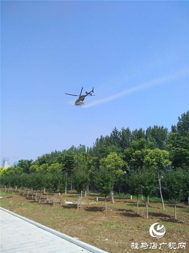 泌陽縣實施飛機(jī)噴灑防治美國白蛾和楊樹食葉害蟲
