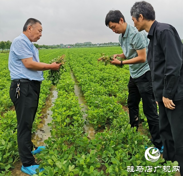 正陽：省市縣三級(jí)氣象專家為花生花針期管理“把脈問診”