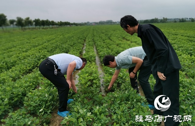 正陽：省市縣三級(jí)氣象專家為花生花針期管理“把脈問診”