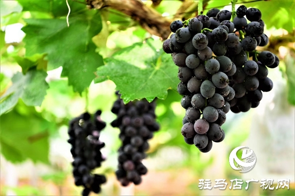 駐馬店“葡萄仙子”王書美：這個(gè)盛夏，她翡翠般的夢(mèng)“玲瓏”綻放