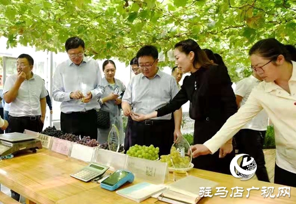 駐馬店“葡萄仙子”王書美：這個(gè)盛夏，她翡翠般的夢(mèng)“玲瓏”綻放