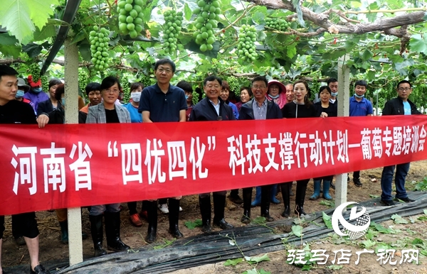 駐馬店“葡萄仙子”王書美：這個(gè)盛夏，她翡翠般的夢(mèng)“玲瓏”綻放