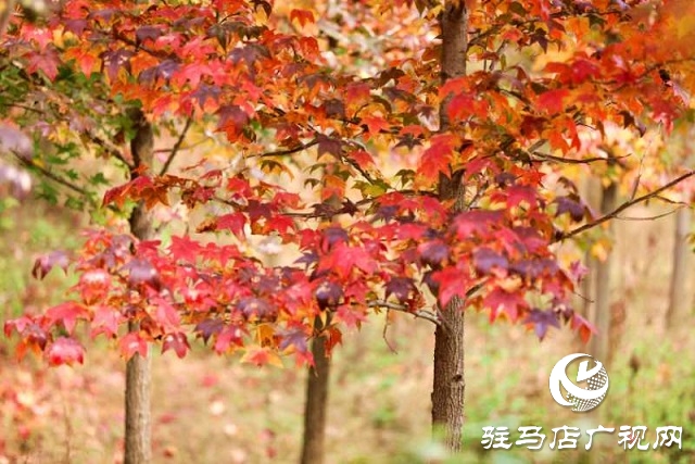 驛城區(qū)板橋鎮(zhèn)：生態(tài)扶貧樹 脫貧路子寬