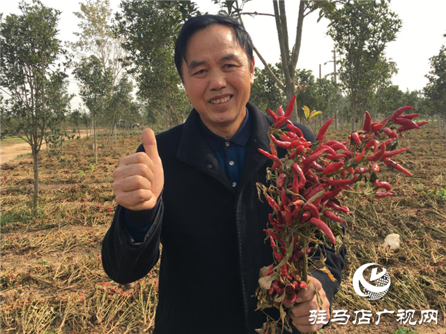 攜手北沃 見證豐收 ——北沃高鈣肥再顯神威，表現(xiàn)驚艷眾人！