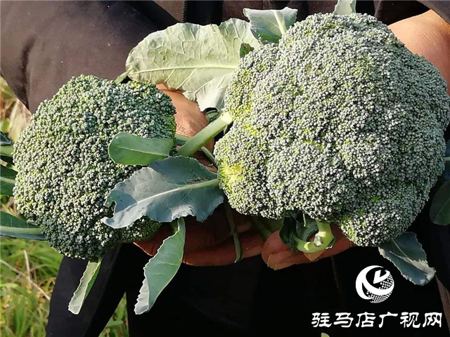 攜手北沃 見證豐收 ——北沃高鈣肥再顯神威，表現(xiàn)驚艷眾人！