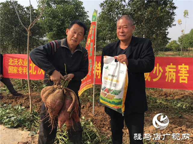 攜手北沃 見證豐收 ——北沃高鈣肥再顯神威，表現(xiàn)驚艷眾人！
