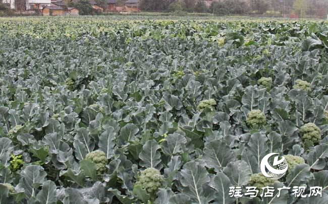 攜手北沃 見證豐收 ——北沃高鈣肥再顯神威，表現(xiàn)驚艷眾人！
