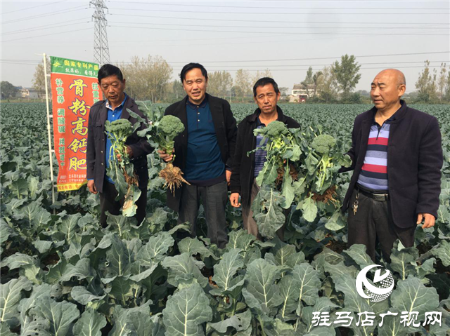 攜手北沃 見證豐收 ——北沃高鈣肥再顯神威，表現(xiàn)驚艷眾人！