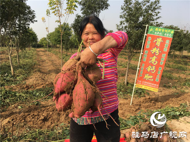 攜手北沃 見證豐收 ——北沃高鈣肥再顯神威，表現(xiàn)驚艷眾人！