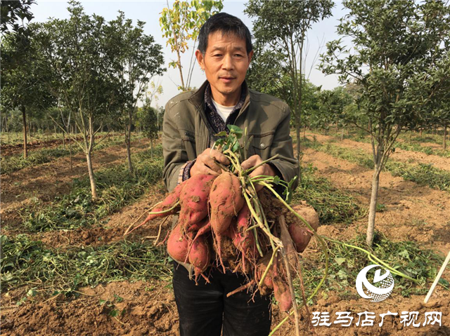 攜手北沃 見證豐收 ——北沃高鈣肥再顯神威，表現(xiàn)驚艷眾人！