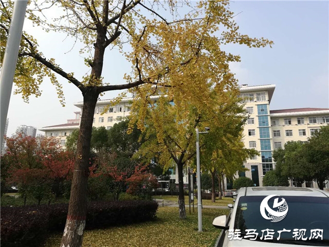 銀杏黃葉飄 賞景好時節(jié)