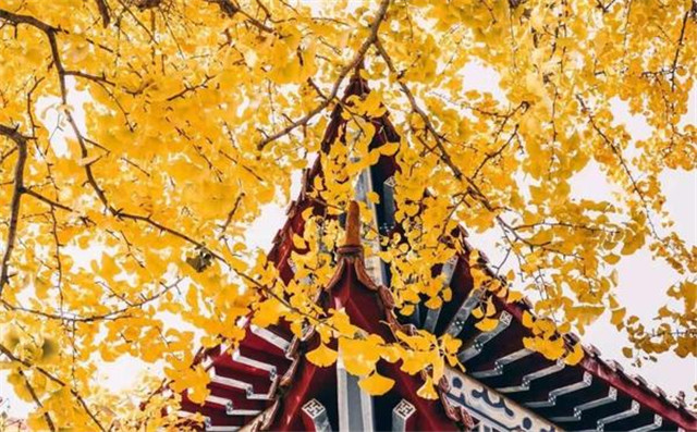 “古剎秋景惹人醉，金色滿園迎賓朋”——嵩山少林寺千年銀杏已到了一年之中最美時節(jié)！