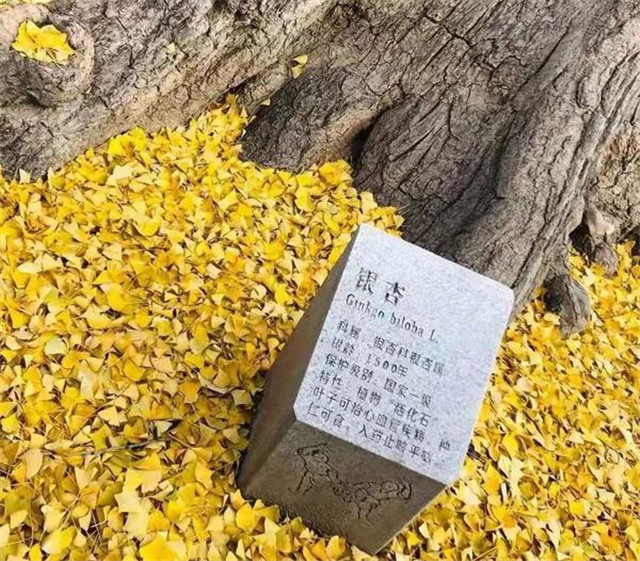 “古剎秋景惹人醉，金色滿園迎賓朋”——嵩山少林寺千年銀杏已到了一年之中最美時節(jié)！