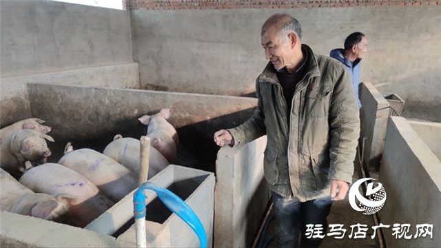 重獲“新生”，泌陽(yáng)縣下碑寺鄉(xiāng)曹莊村貧困戶養(yǎng)豬走出致富路