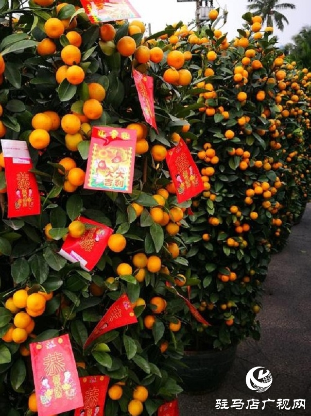 駐馬店：張燈結彩年味濃 年貨市場迎春忙