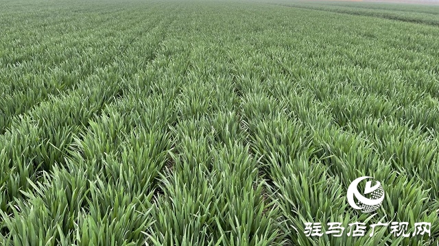 當(dāng)日預(yù)訂三萬(wàn)畝地！六豐農(nóng)業(yè)百農(nóng)607觀摩訂貨會(huì)火爆收官