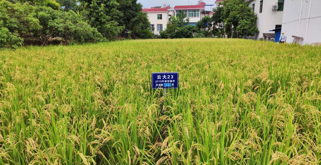 黑稻、多年生稻、巨型稻……奇妙水稻知多少？
