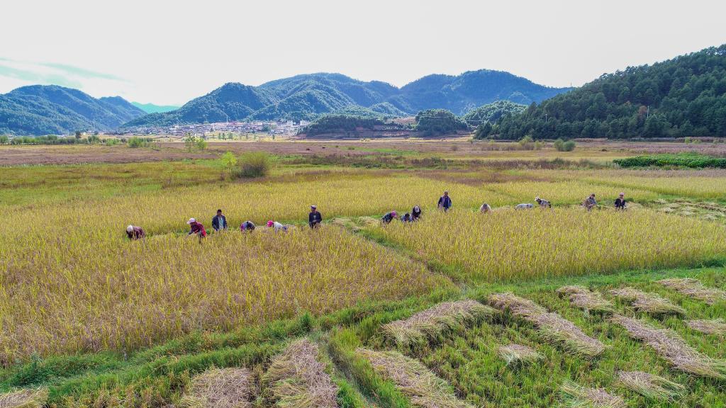 黑稻、多年生稻、巨型稻……奇妙水稻知多少？