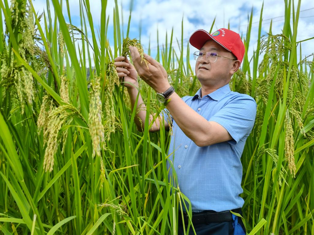 黑稻、多年生稻、巨型稻……奇妙水稻知多少？