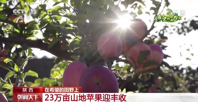 “三秋”生產(chǎn)關(guān)鍵期，各地加速推進(jìn)秋收工作