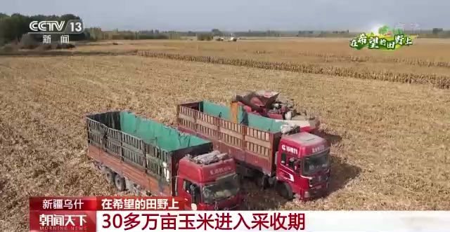 “三秋”生產(chǎn)關(guān)鍵期，各地加速推進(jìn)秋收工作