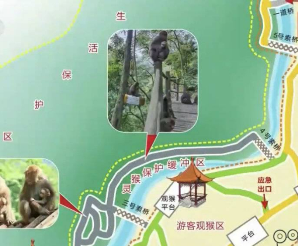 峨眉山猴子被拘留？假的！峨眉山猴子是國家二級保護(hù)動物