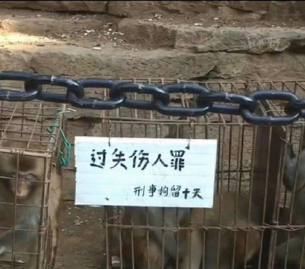 峨眉山猴子被拘留？假的！峨眉山猴子是國家二級保護(hù)動物