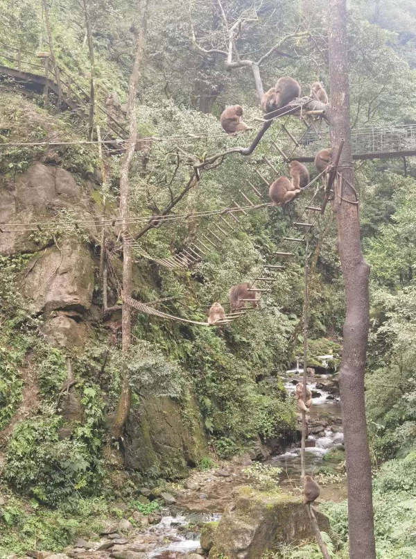 峨眉山猴子被拘留？假的！峨眉山猴子是國家二級保護(hù)動物