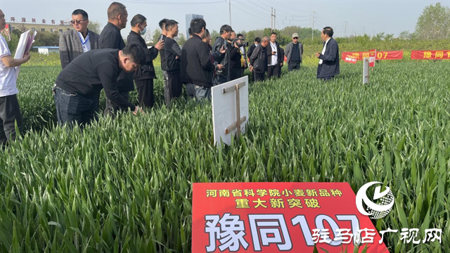 重磅！噸源種業(yè)再添強(qiáng)勢(shì)小麥品種，豫同107助農(nóng)增產(chǎn)豐收！