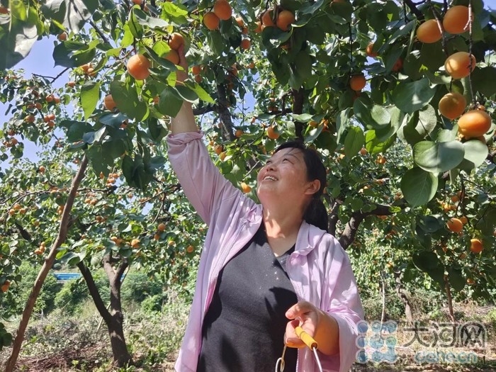 “杏”好遇見你！河南寶豐：念好“果”字經(jīng) 廣栽“搖錢樹”