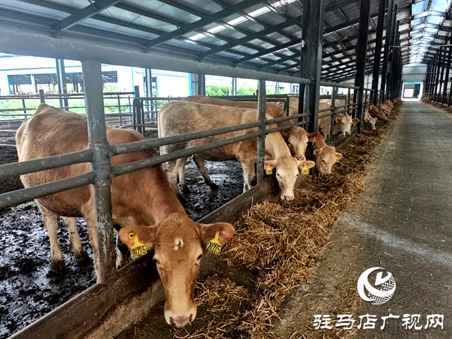 河南泌陽縣的這頭?；鸨W(wǎng)絡