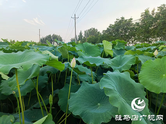 汝南縣三門閘街道：蓮藕產業(yè)助推鄉(xiāng)村振興