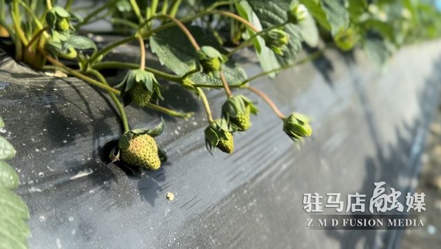 吃貨看過來！每斤35元！駐馬店這一水果新鮮上市......
