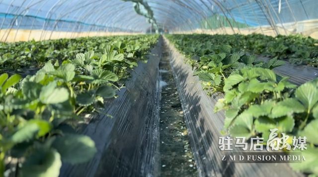 吃貨看過來！每斤35元！駐馬店這一水果新鮮上市......