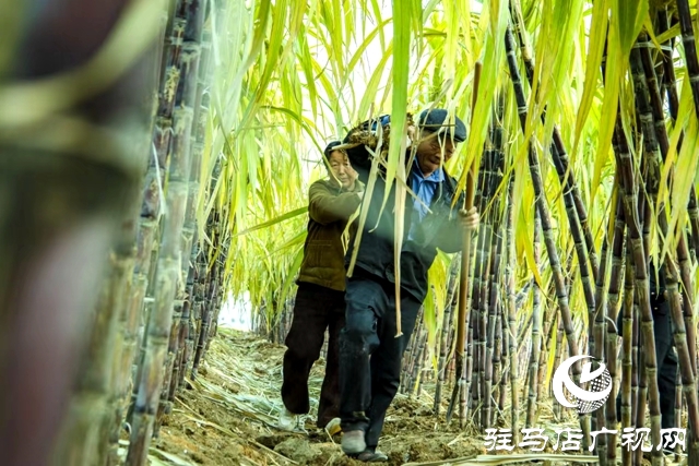 正陽縣清源街道：甜蜜生活在“蔗”里