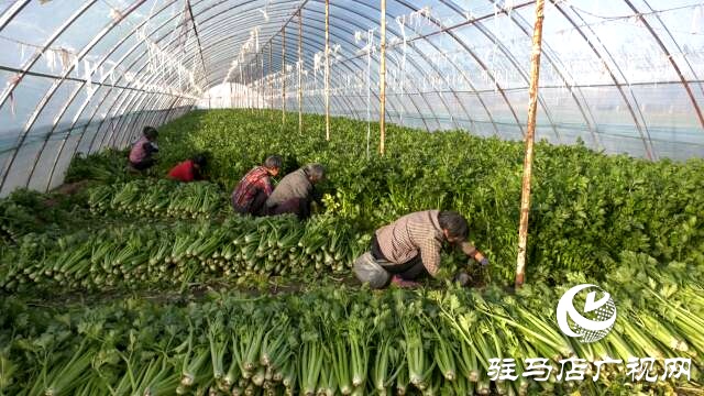 上蔡融媒樂助：芹菜每斤3角錢，量大從優(yōu)!